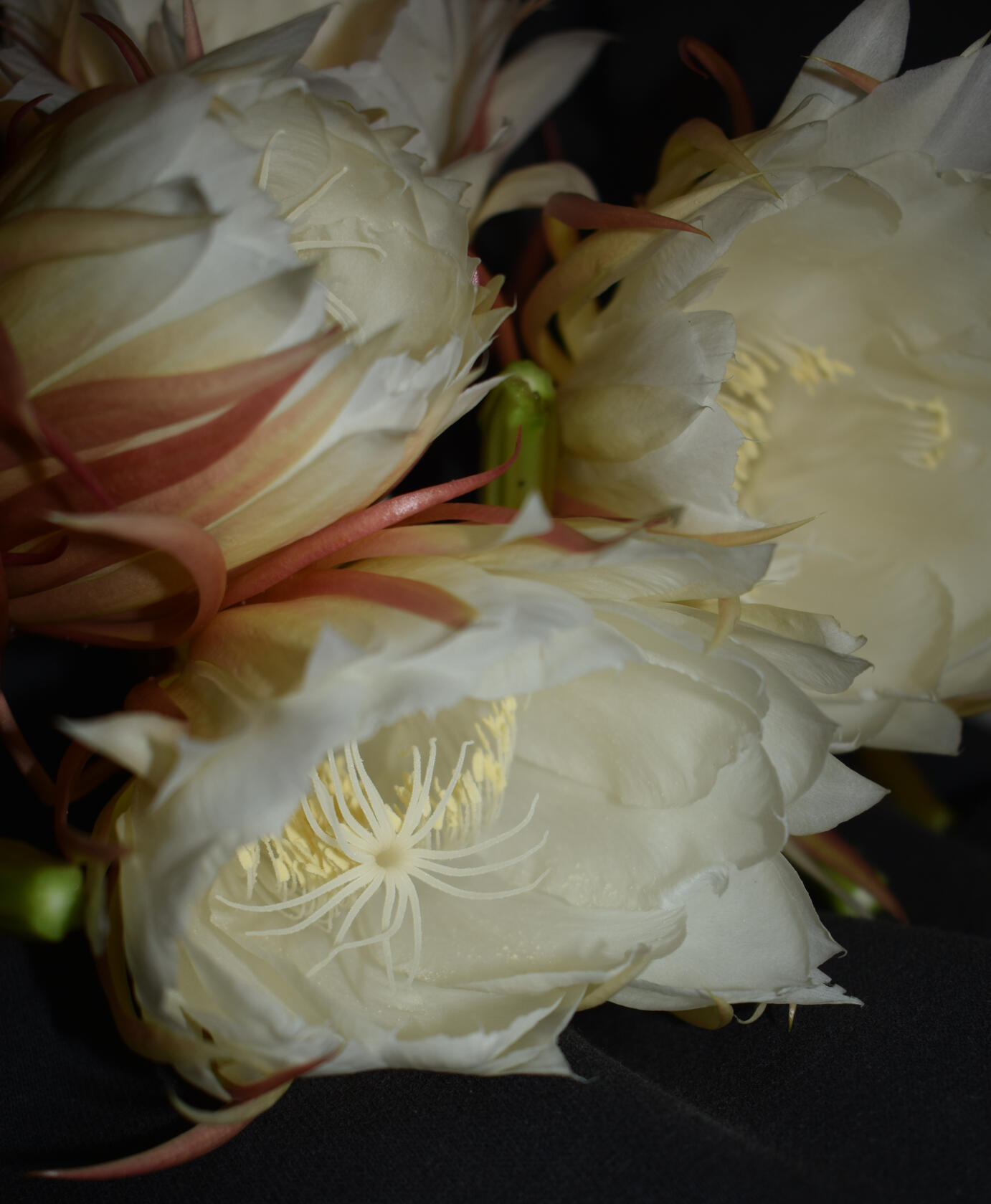 Moon Flowers