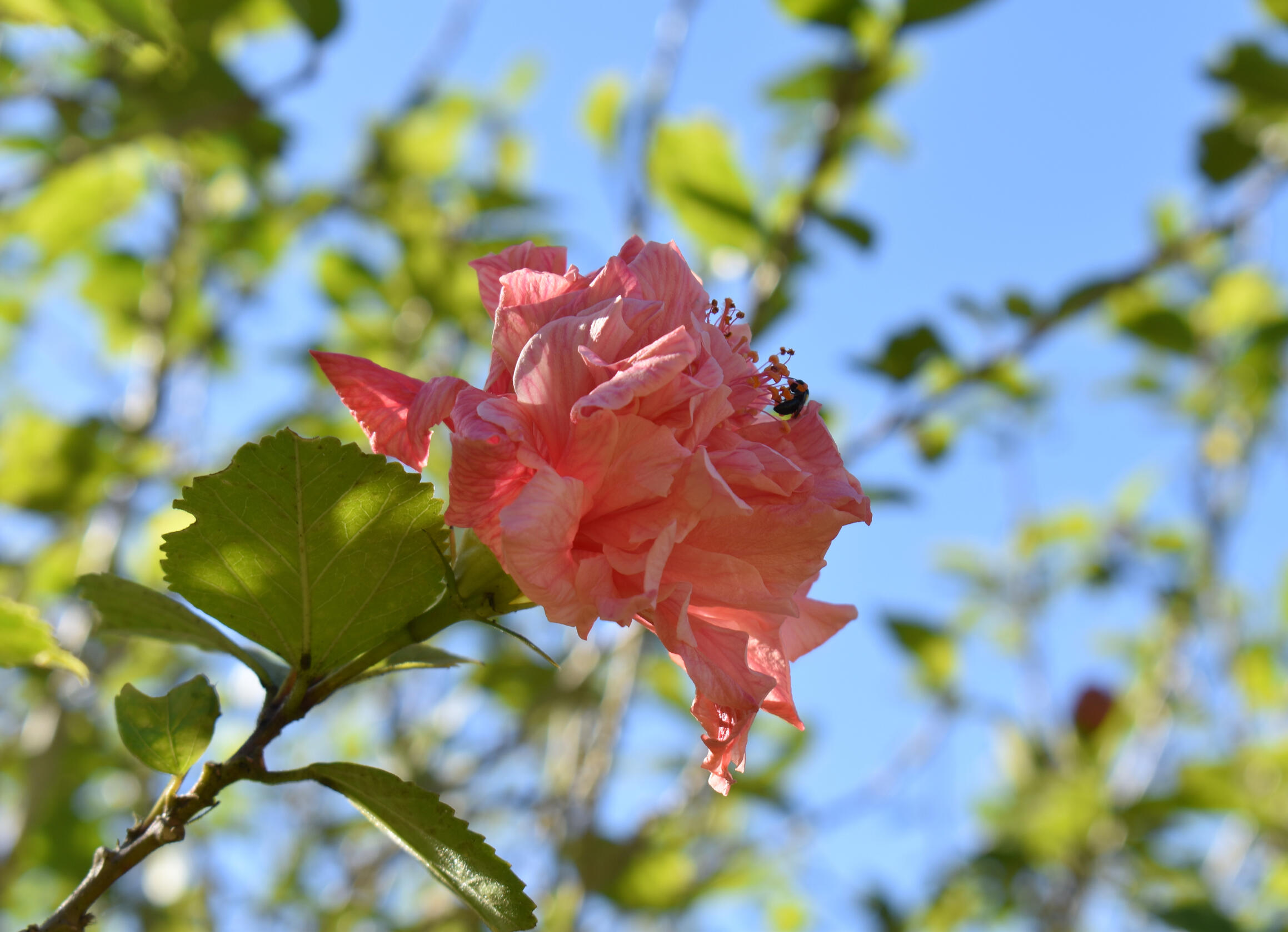Bloom