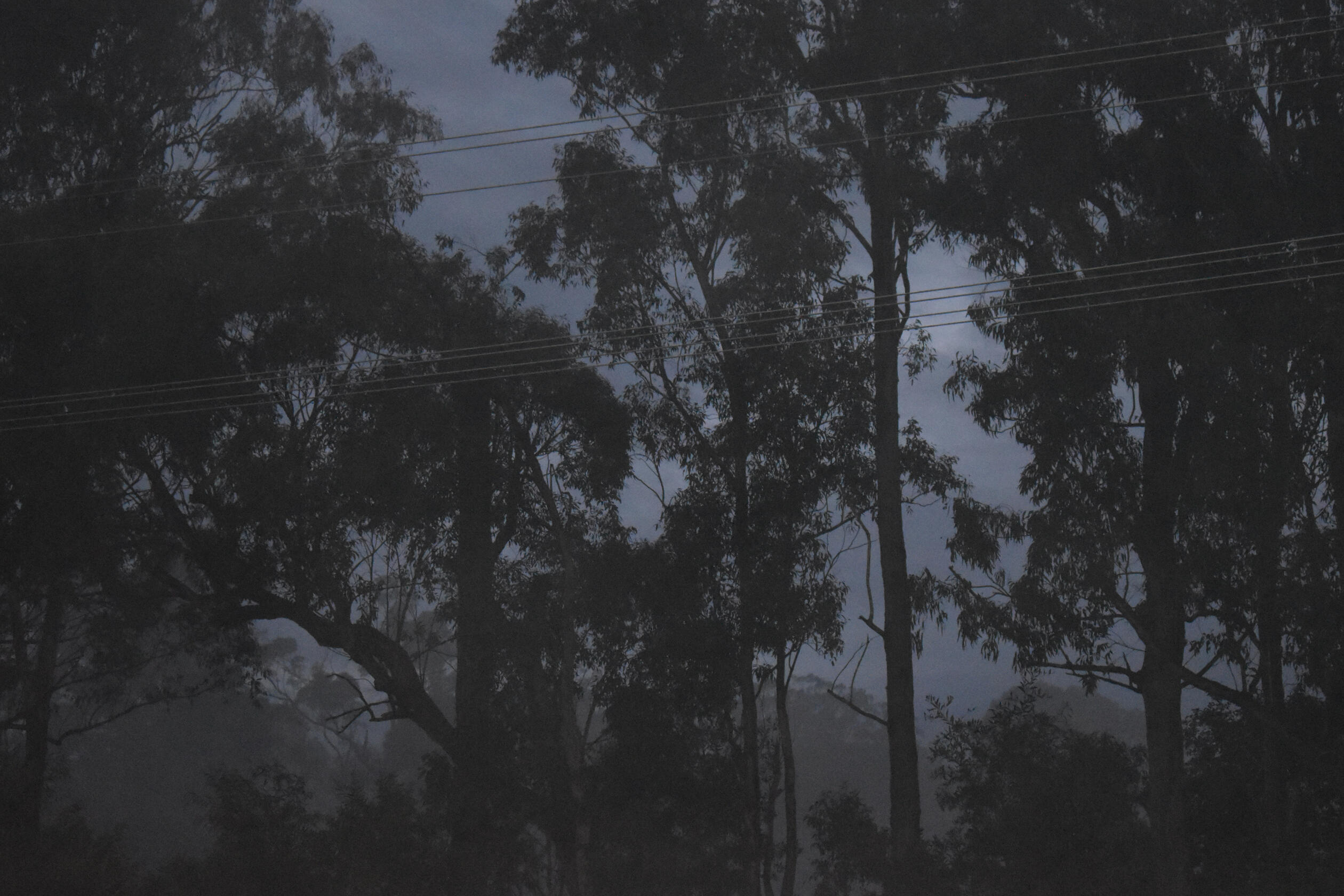 Fog