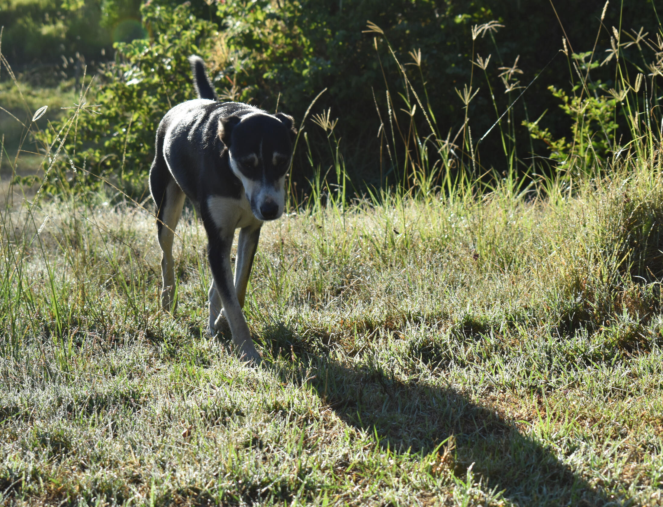 Late Sun Pup